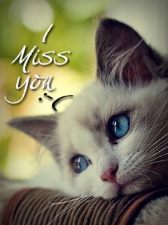 VipQua.Mobi