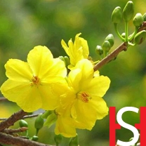 VipQua.Mobi
