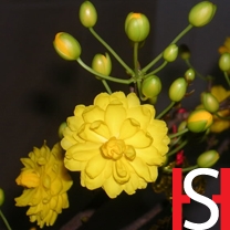 VipQua.Mobi