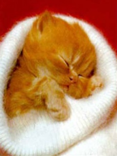 VipQua.Mobi